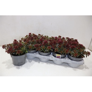Sedum Spu Spot D Ros