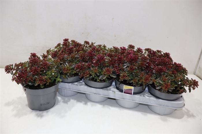 <h4>arr8 Sedum Spu Spot D Ros</h4>