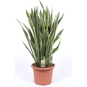 Sansevieria Laurentii
