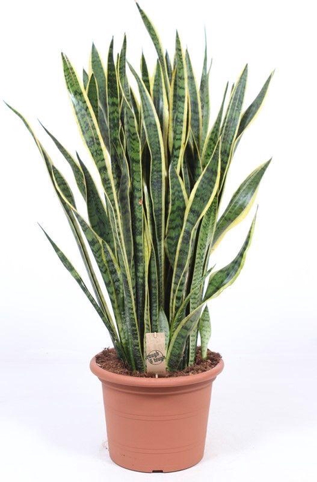 <h4>Sansevieria Laurentii</h4>
