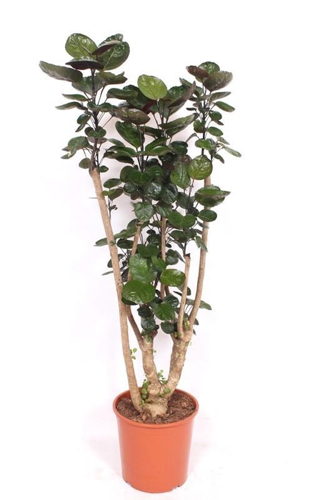 <h4>Polyscias Fabian</h4>