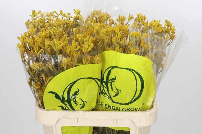 <h4>Anigozanthos Yellow Gem</h4>