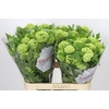 Viburnum Roseum