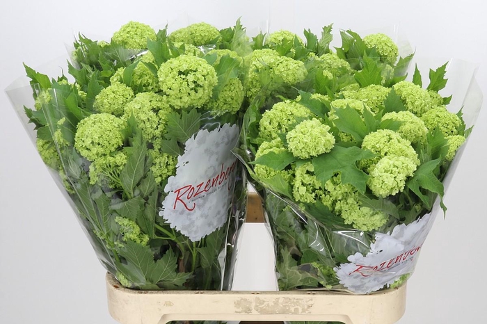 Viburnum Roseum