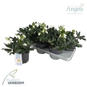 Helleborus Shining Star p15 Large