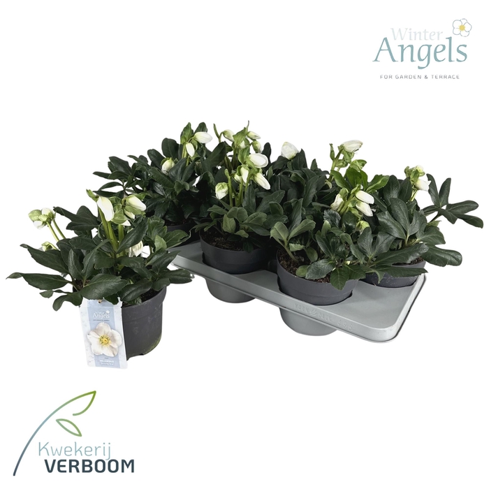 <h4>Helleborus Shining Star p15 Large</h4>