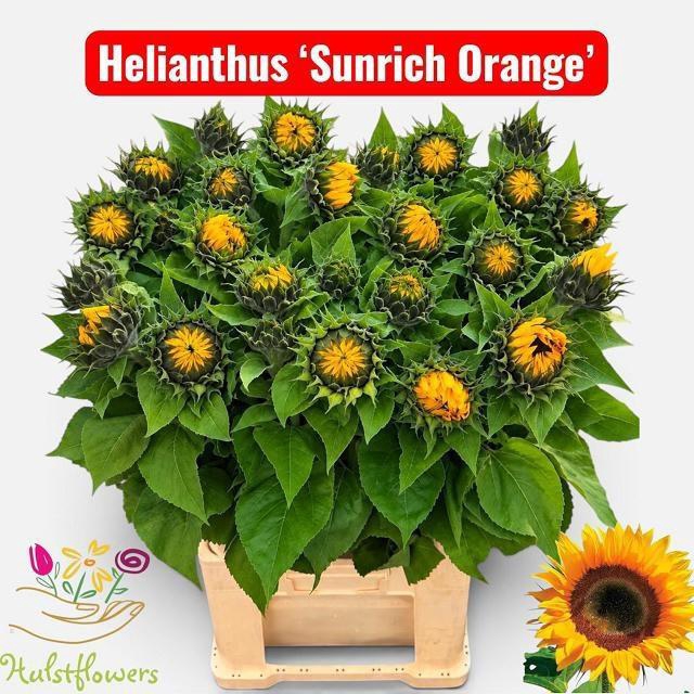 <h4>HELI SUNRICH ORANGE</h4>