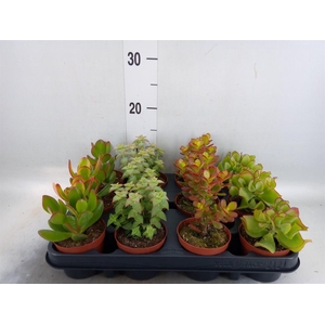 Crassula   ...mix