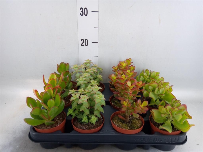 <h4>Crassula ...mix</h4>