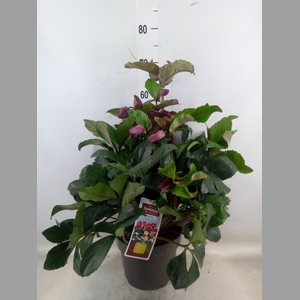 Helleborus   ...