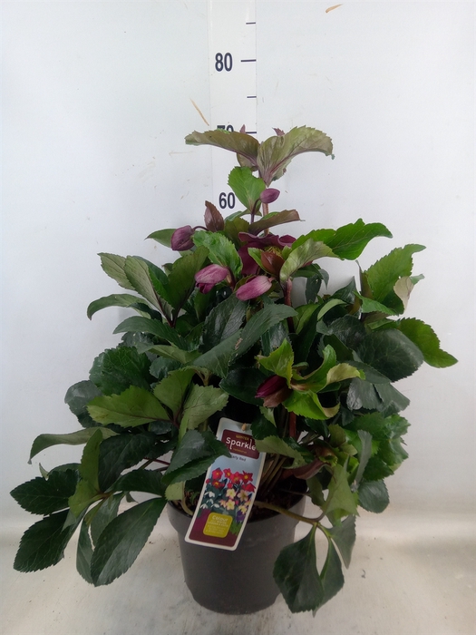 <h4>Helleborus   ...</h4>