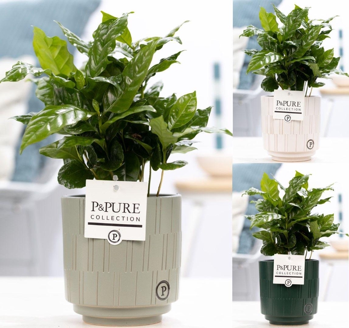 <h4>Coffea Arabica in P&PURE Tess 2 ceramics ass. 3</h4>