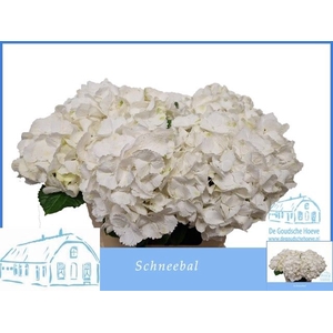 HYDR M SCHNEEBALL