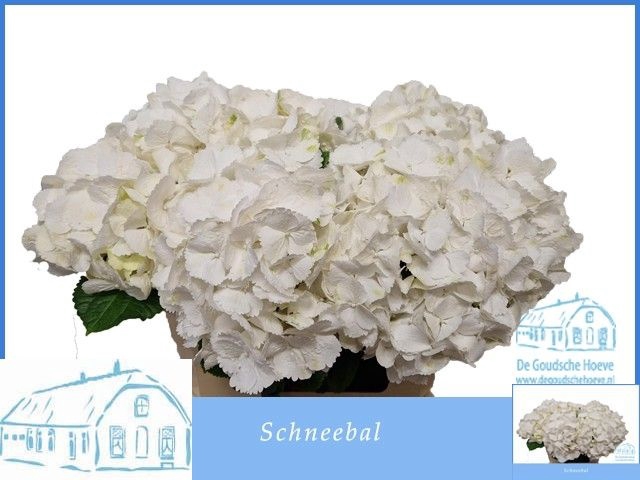 <h4>HYDR M SCHNEEBALL</h4>