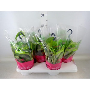 Epipremnum pinn.   HG