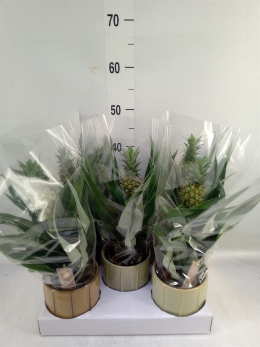 <h4>Ananas  'Mi Amigo'</h4>