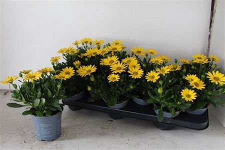 <h4>Osteo Dal Yellow</h4>