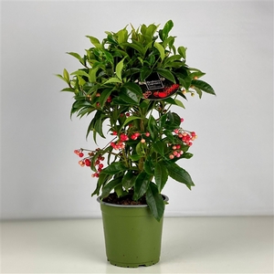 Ardisia crenata Lichtere Besbezetting Budget 2024