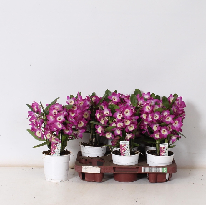 <h4>DEND NOBILE</h4>