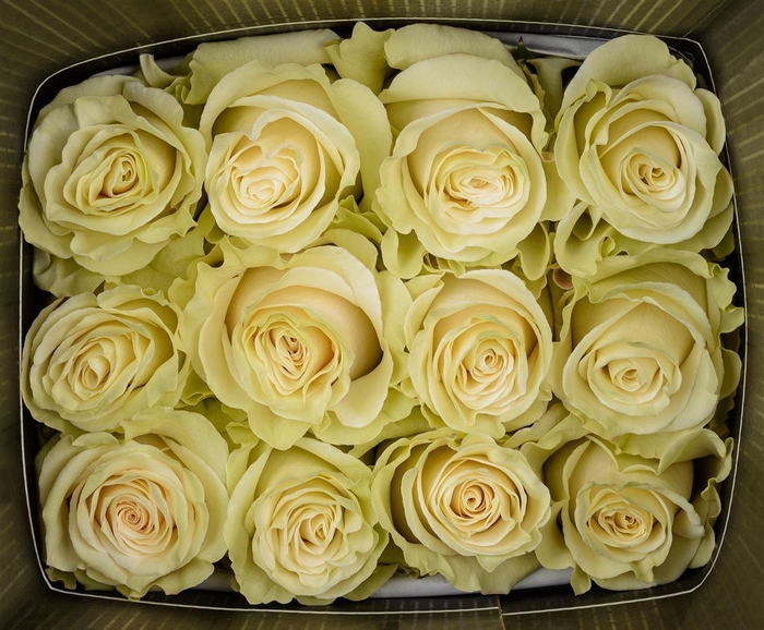 <h4>ROSA GR MONDIAL</h4>