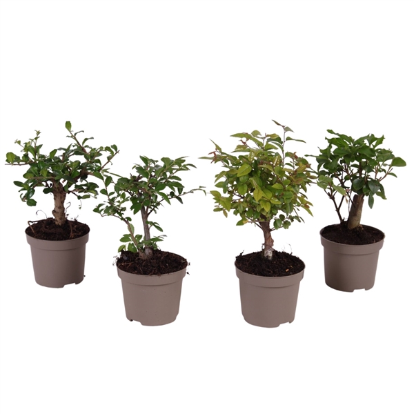 <h4>Bonsai Mix pot ø09cm in Carbon free pot</h4>