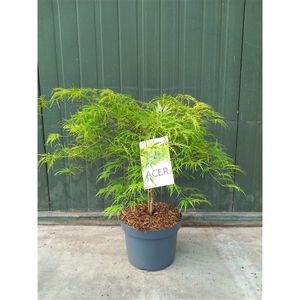 Acer palmatum Dissectum