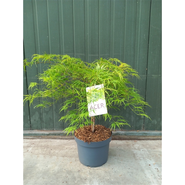 <h4>Acer palmatum Dissectum</h4>