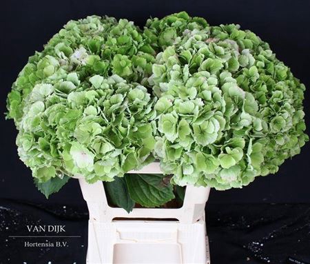 <h4>Hydr M Ch Verena Cl Groen</h4>