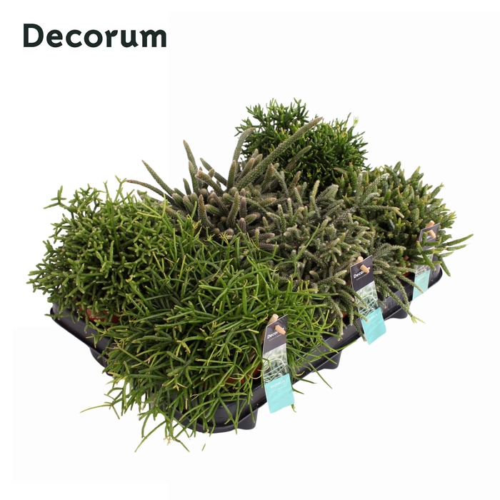 <h4>Rhipsalis gemengd 12 cm Decorum</h4>