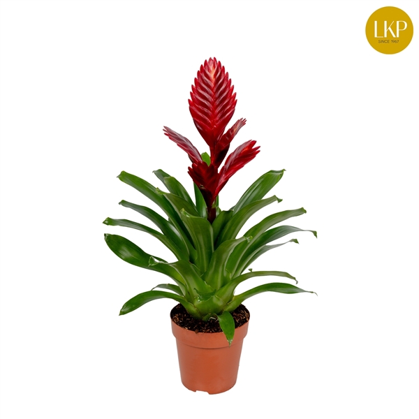 <h4>Vriesea Porto Rood (Met Hoes)</h4>