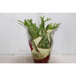 ASPLENIUM CRISSIE P20