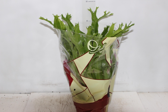 <h4>ASPLENIUM CRISSIE P20</h4>