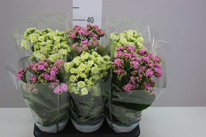 <h4>Kalanchoe Sunny Gemengd</h4>