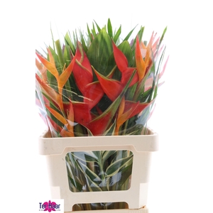 HELICONIA BOEKET