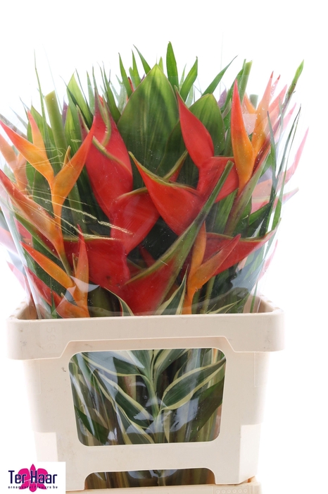 <h4>HELICONIA BOEKET</h4>