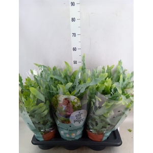 Phlebodium aureum 'Blue Star'