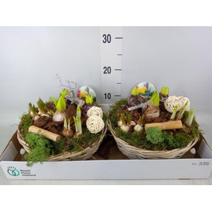 Arr.   Bol/Knolgewas L%