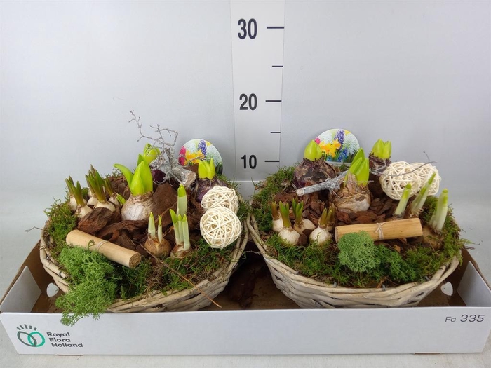 <h4>Arr. Bol/Knolgewas L%</h4>