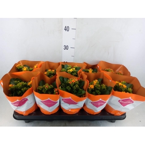 Kalanchoe blos. 'Specialty Cintrin'