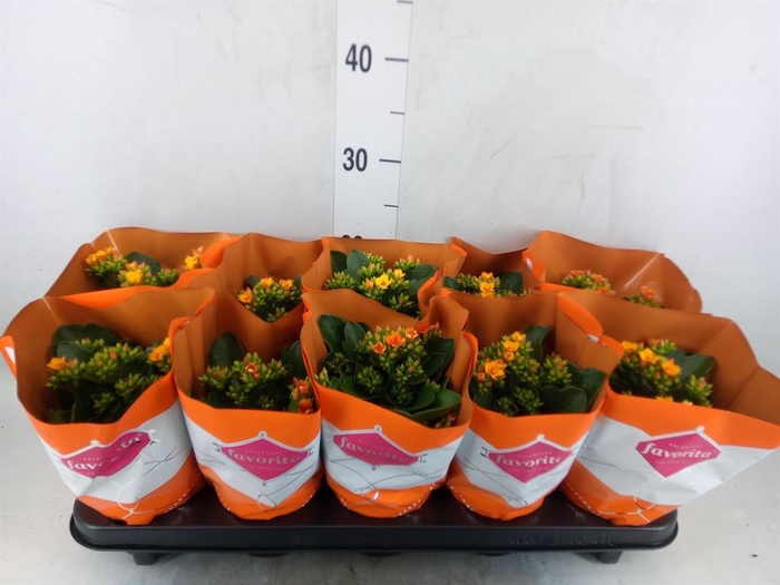 <h4>Kalanchoe blos. 'Specialty Cintrin'</h4>