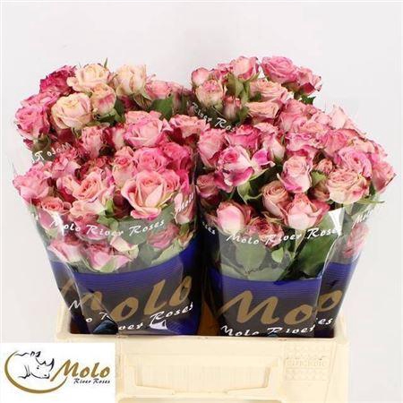 <h4>R Tr Flinders Lane</h4>