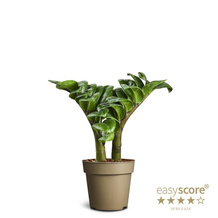 <h4>ZAMIOCULCAS ZAMIIFOLIA P9 ZENZI</h4>