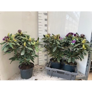 RHOD PO MARCEL MENAR