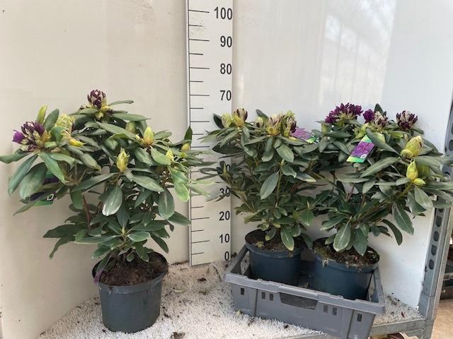 <h4>RHOD PO MARCEL MENAR</h4>