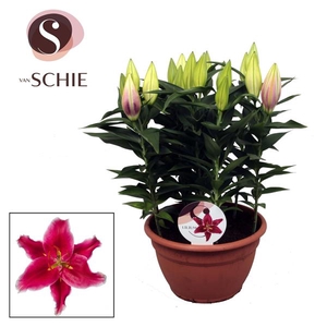 Oriental Pink 9pp