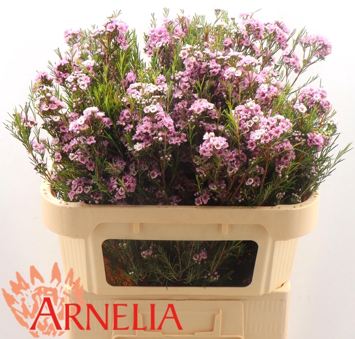 <h4>CHAME GISELLE</h4>