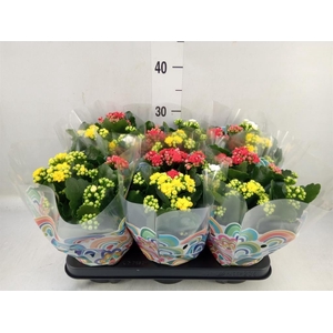 Kalanchoe blos.   ..rosebud mix/pot