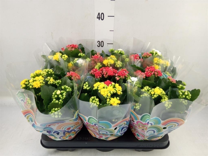 <h4>Kalanchoe blos. ..rosebud mix/pot</h4>
