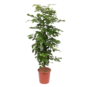 Radermachera hainanensis