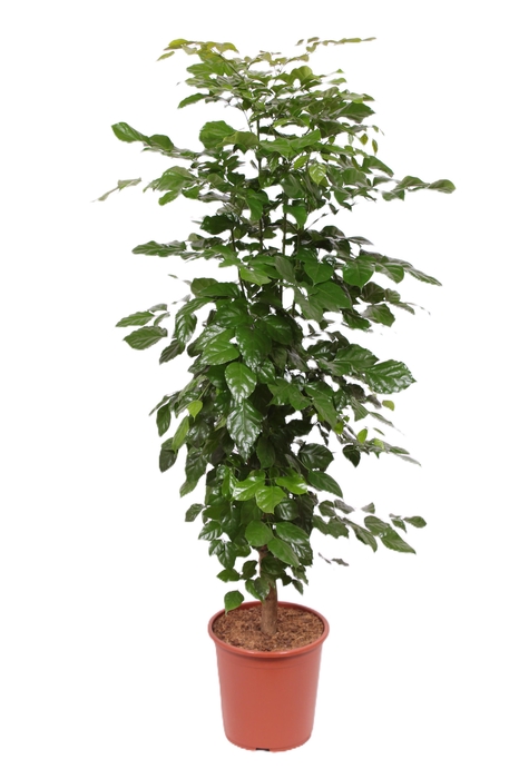 <h4>Radermachera hainanensis</h4>